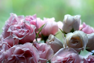 Close-up of pink roses