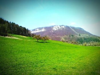 Scenic view of field against sky
