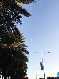 Low angle view of trees against clear sky