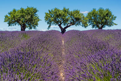 Scenic view of lavender field in provence against three almond trees in summer daylight