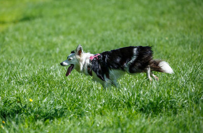 Dog running on grassy field