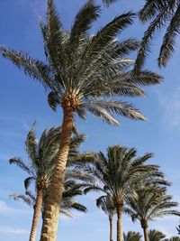 Low angle view of palm tree against sky