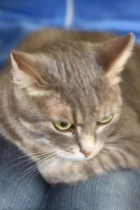 Close-up portrait of tabby cat