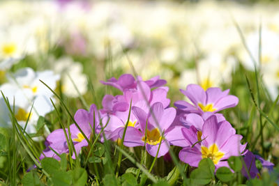 Close-up of purple crocus blooming on field