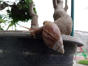 Close-up of snail on table