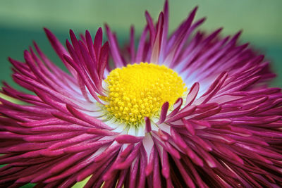 Close-up of pink flower
