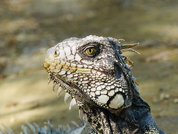 Close-up of a lizard