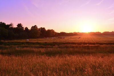 Scenic view of field against sky during sunset