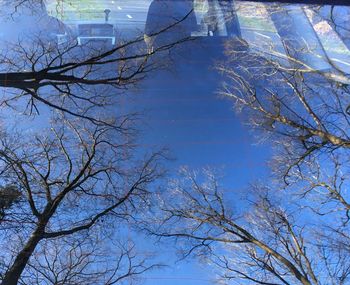 Bare tree against sky