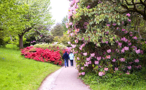 Rear view of pink flowering plants by road in park