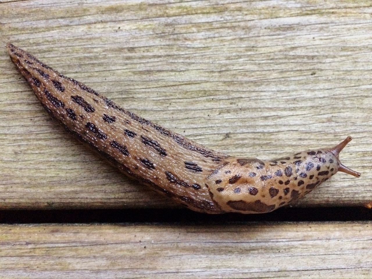 HIGH ANGLE VIEW OF SNAKE ON WOODEN TABLE