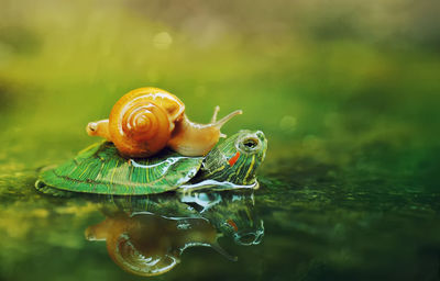 Close-up of snail and turtle in lake