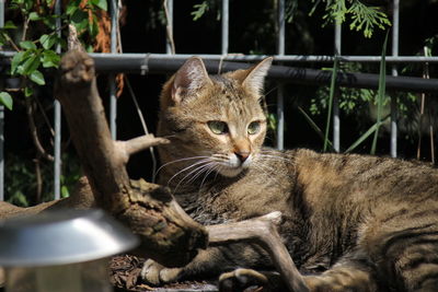 Portrait of cat by plants