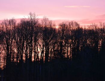 Silhouette trees in forest against sky at sunset