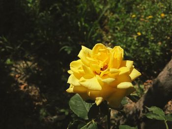 Close-up of yellow rose blooming in park