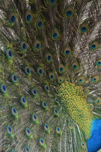 Close-up of peacock