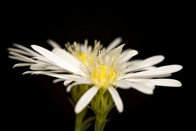 Close-up of white flower against black background
