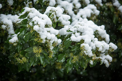 Close-up of frozen plant during winter