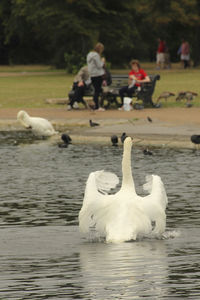 Swans swimming on lake