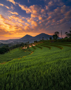 Scenic view of field against sky during sunset