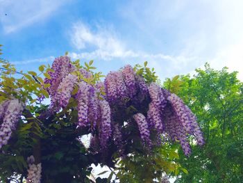 Low angle view of pink flowers