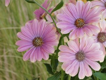 Close-up of pink flowers