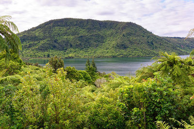 Scenic view of tree by mountains against sky