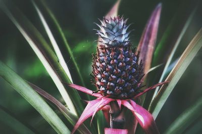 Close-up of pineapple growing on plant
