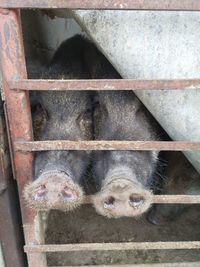 Close-up of a horse in cage