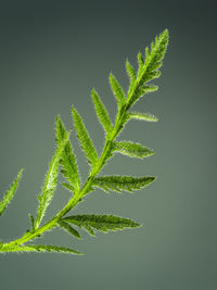 Close-up of fern against green background