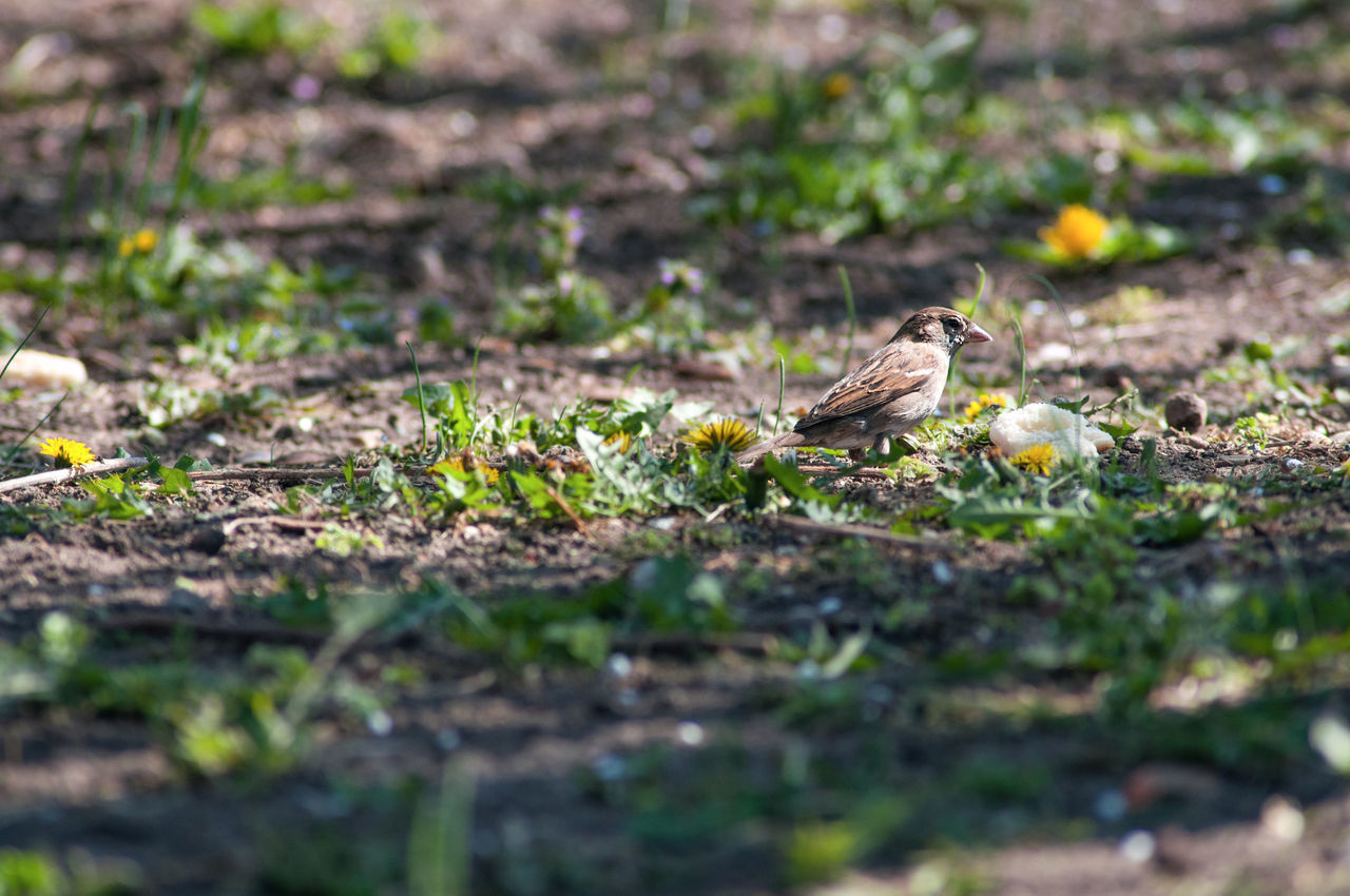 VIEW OF BIRD PERCHING ON A FIELD