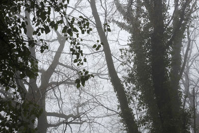 Low angle view of trees in forest against sky