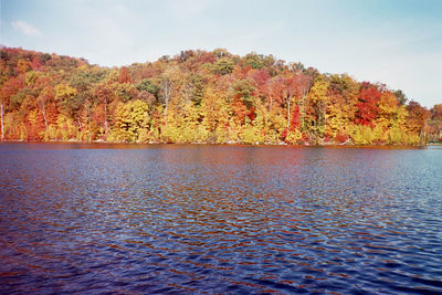 Scenic view of autumn trees