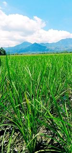 Crops growing on field against sky