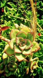 Close-up of succulent plant