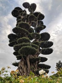 Low angle view of succulent plant on field against sky