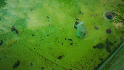 High angle view of turtle in water