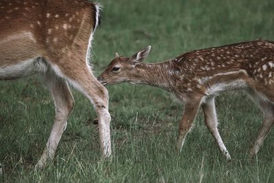 View of deer on field