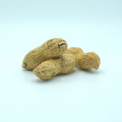 High angle view of shell on table against white background