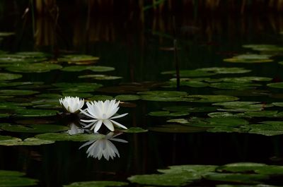 Close-up of water lily in lake