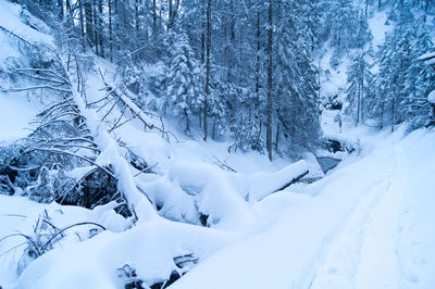 Scenic view of trees in snow covered forest