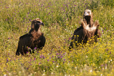 View of two birds on land