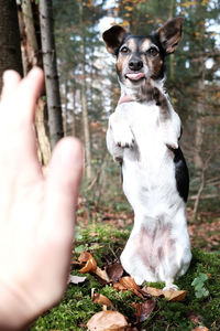 Cropped hand of person with dog on land
