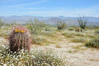 Plants growing on field against sky