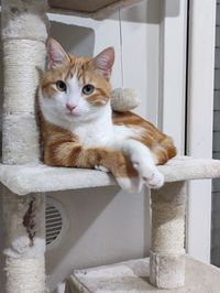 Portrait of cat relaxing on floor