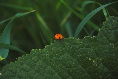 Close-up of ladybug on leaf