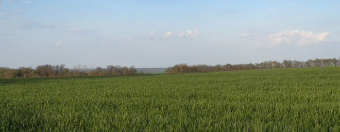 Scenic view of agricultural field against sky