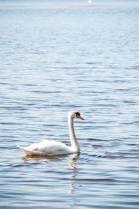 Swan swimming in lake