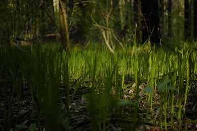 Grass growing on field