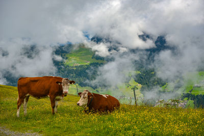 Cows standing in a field